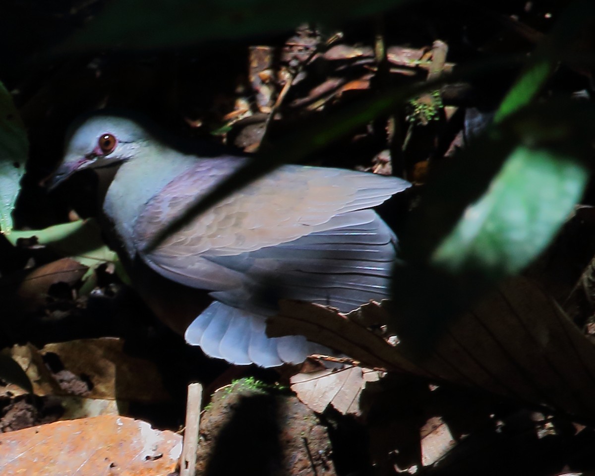 Purplish-backed Quail-Dove - ML24683911