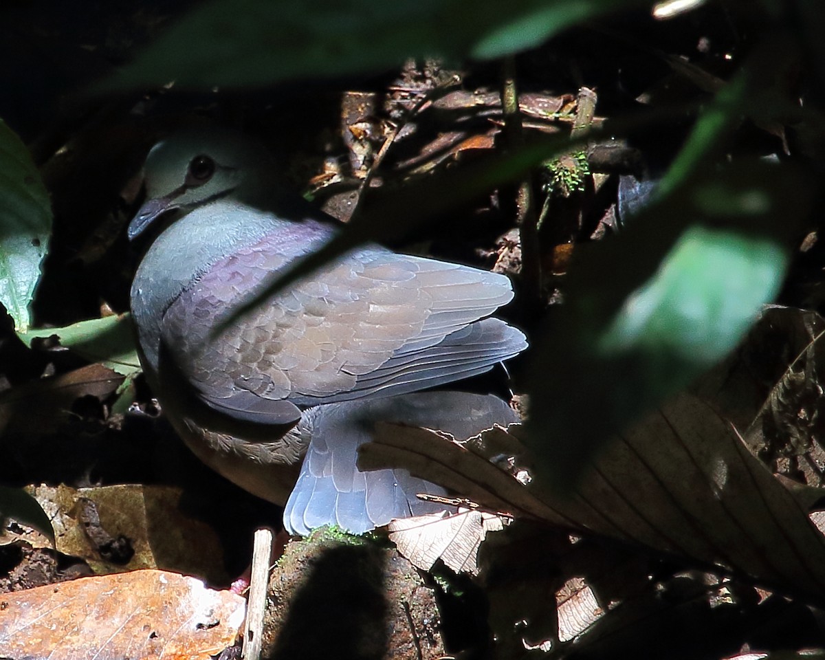 Purplish-backed Quail-Dove - Ryan Candee