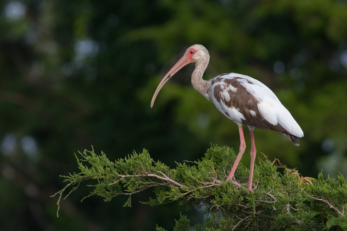 Ibis blanc - ML246840431