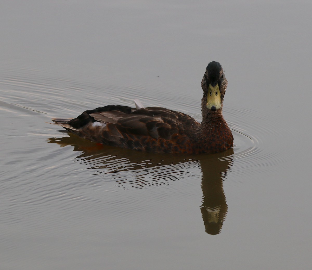 Mallard - Lori White