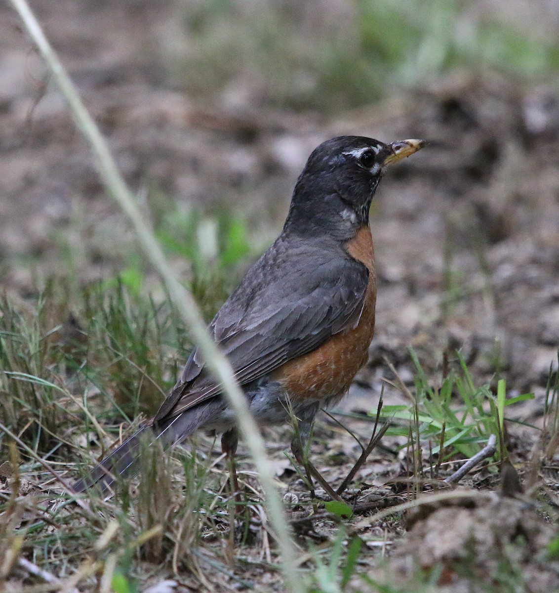 American Robin - Lori White