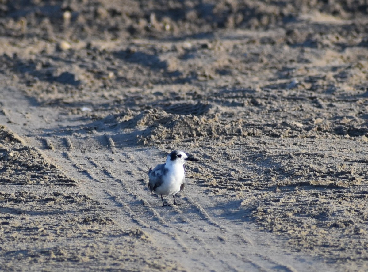 Black Tern - ML246842591