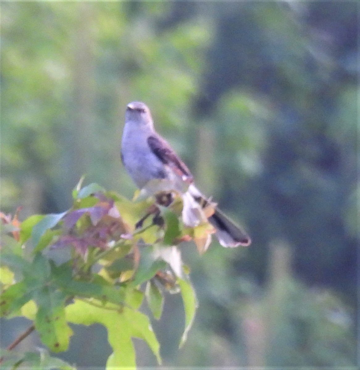 Northern Mockingbird - ML246844451