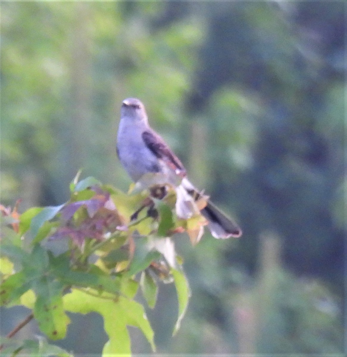 Northern Mockingbird - Michelle Forte