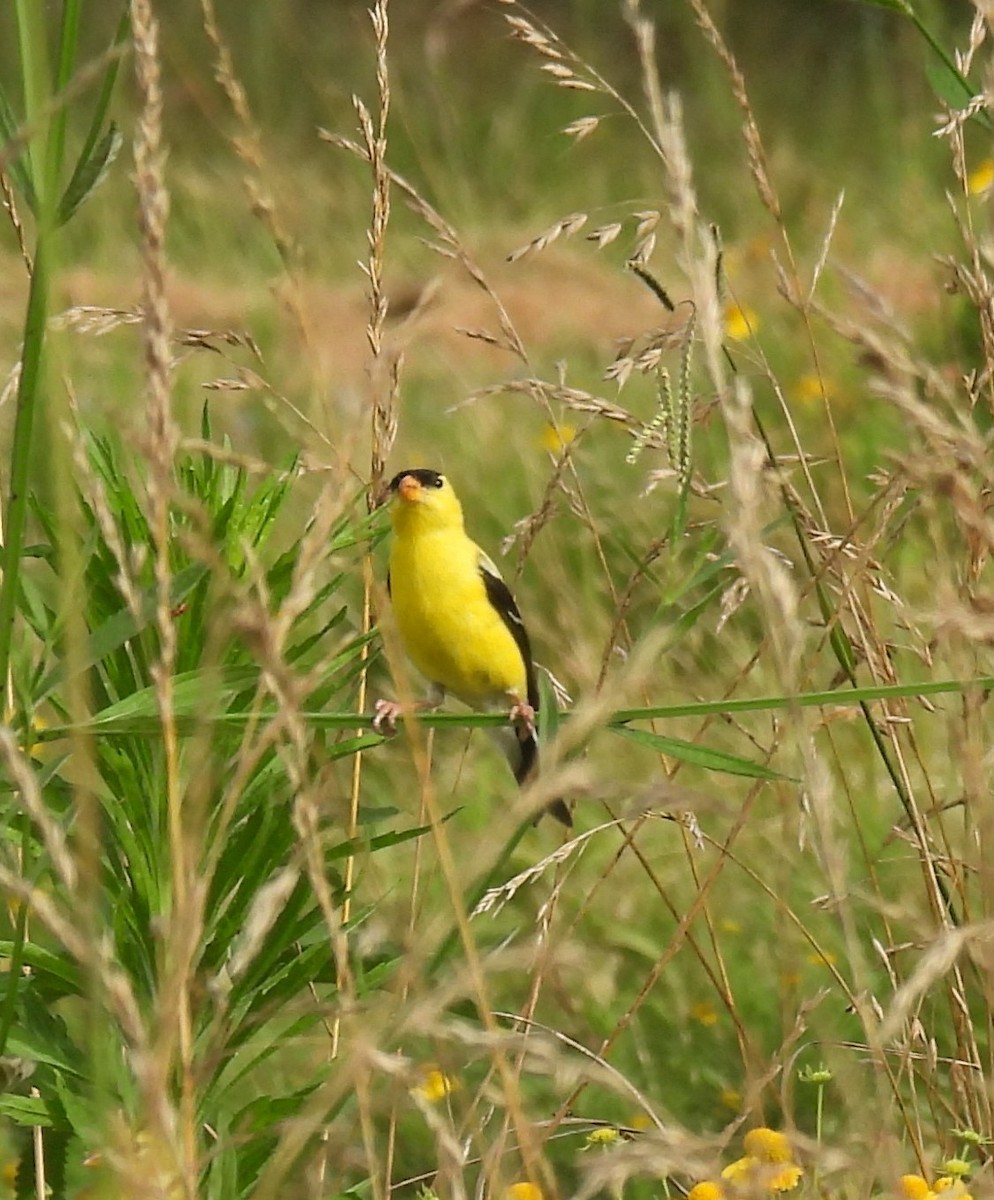 American Goldfinch - ML246844501