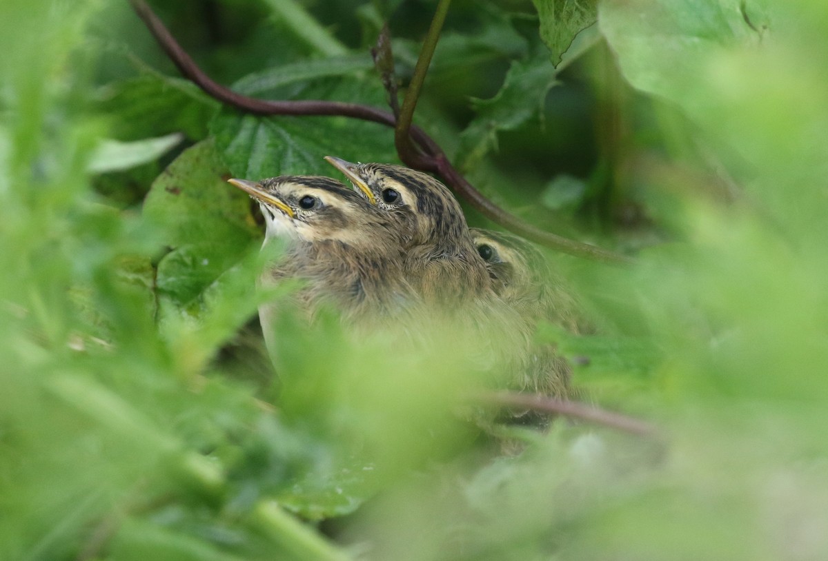 Sedge Warbler - Daniel Branch