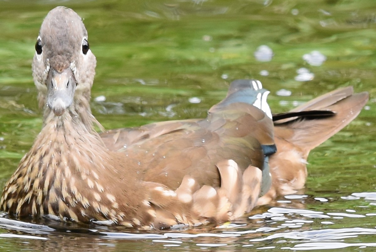 Mandarin Duck - ML246849701