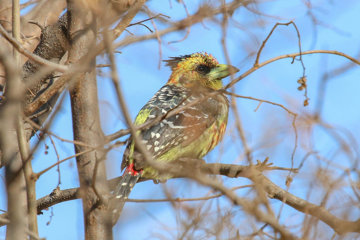 Crested Barbet - ML246850481