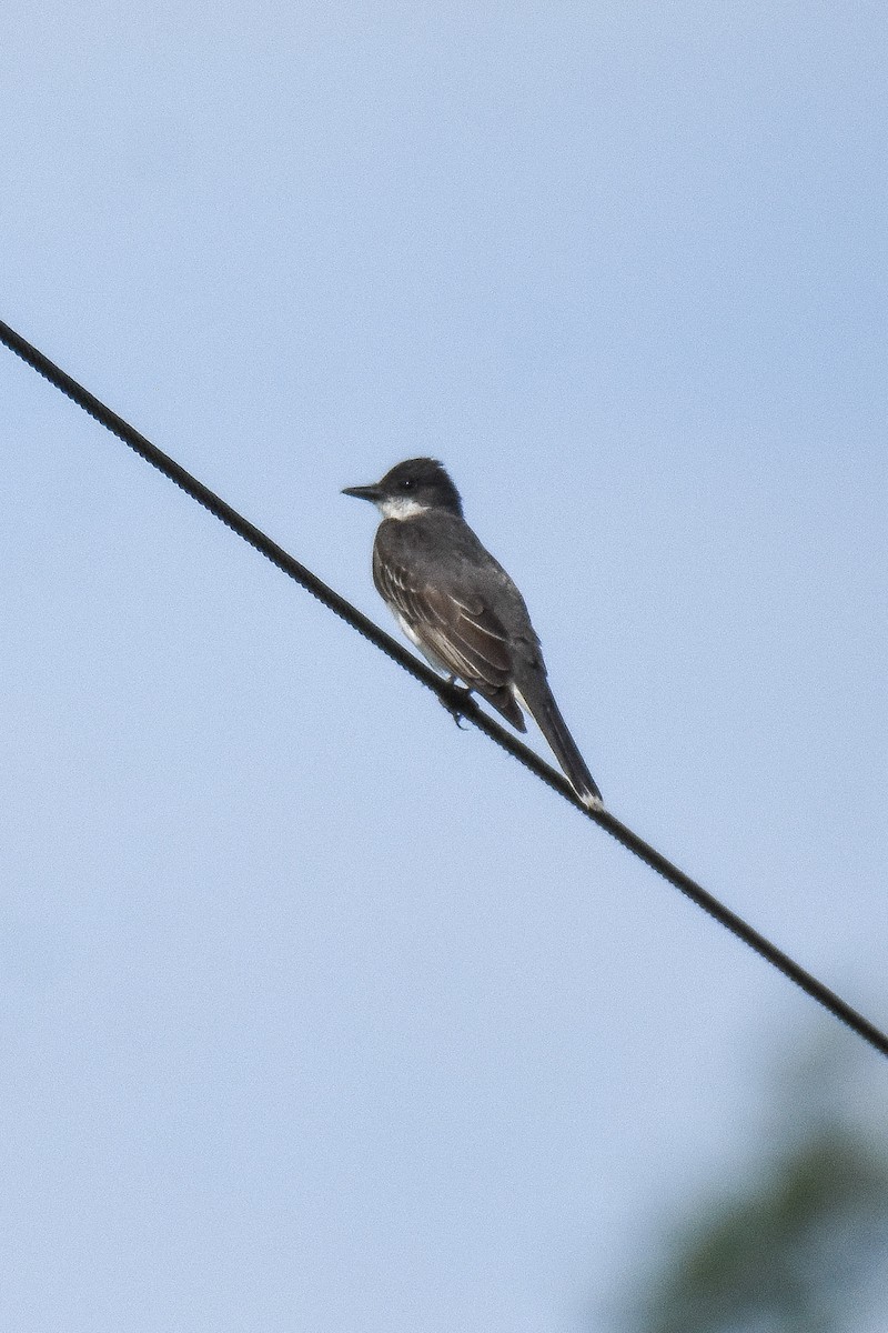 Eastern Kingbird - ML246851001