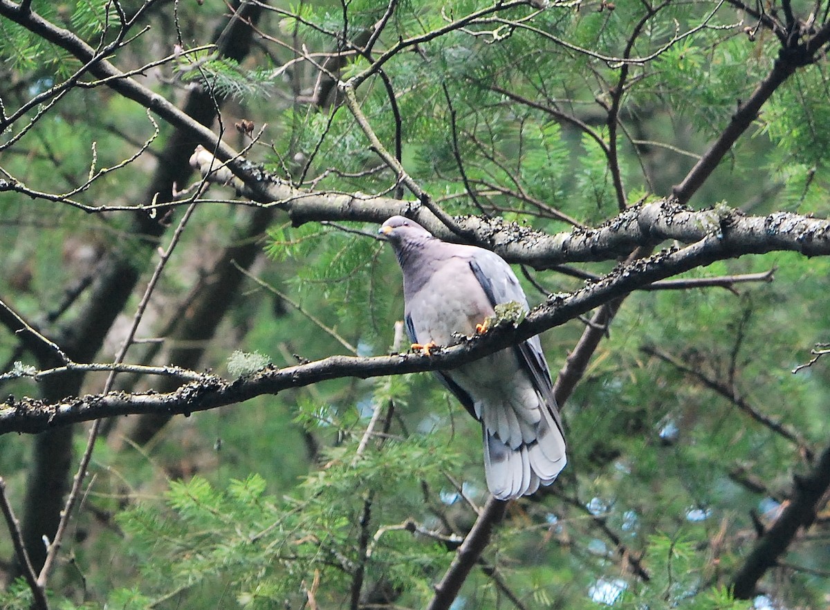 Band-tailed Pigeon - ML24685201