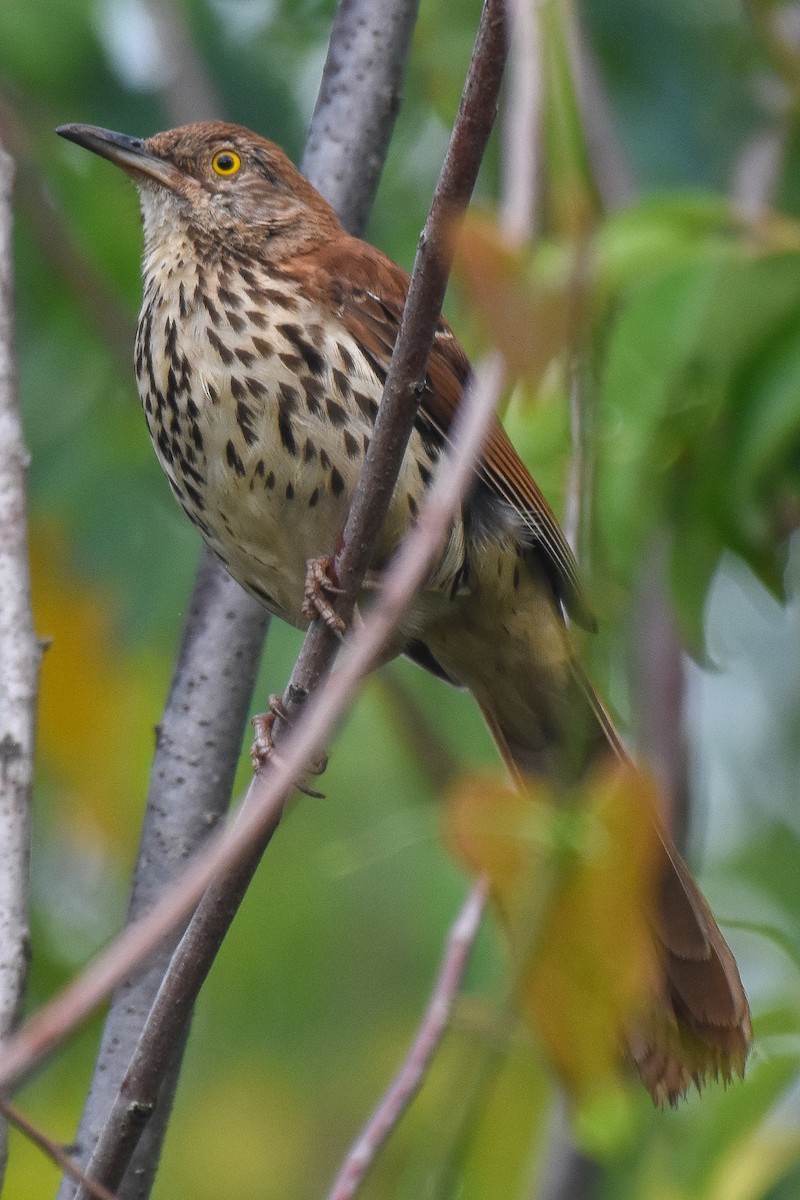 Brown Thrasher - ML246852191