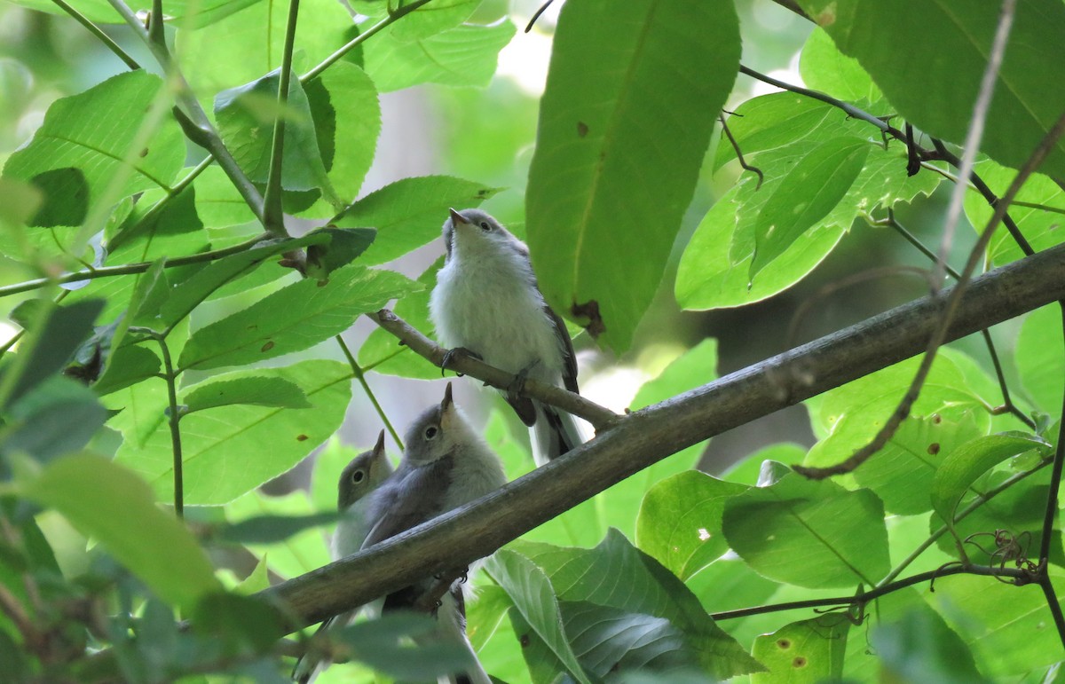 Blue-gray Gnatcatcher - Linda Millington