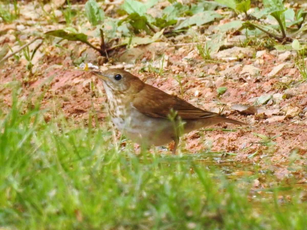 קיכלי חלוד-גב - ML246853911