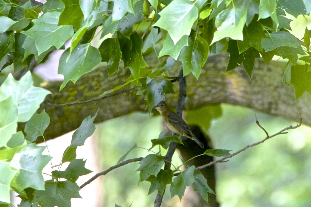 Blue Grosbeak - ML246854121