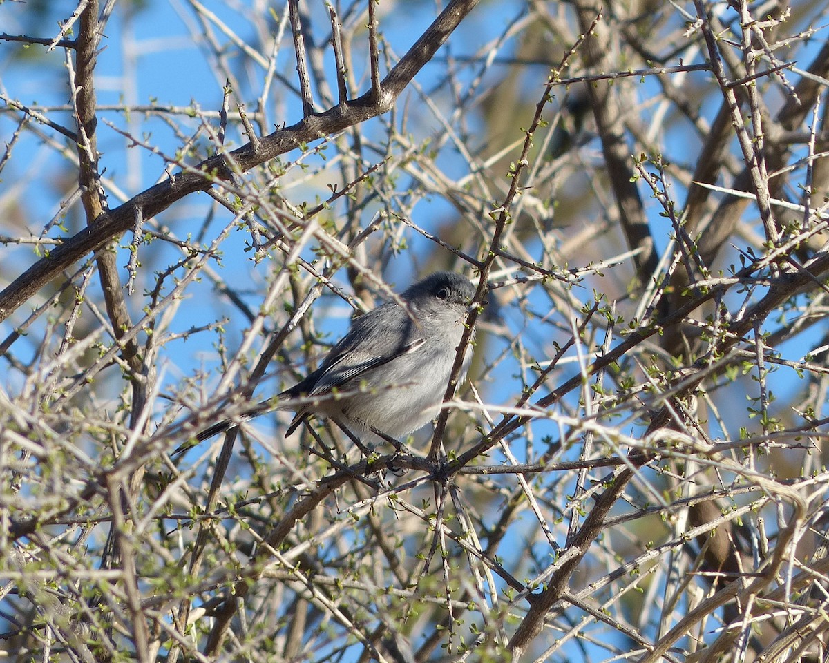 Black-tailed Gnatcatcher - ML24685441