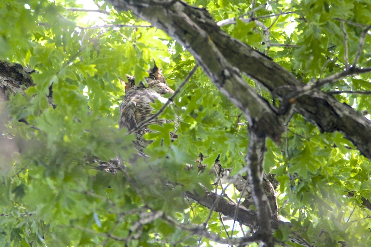 Great Horned Owl - ML246855651