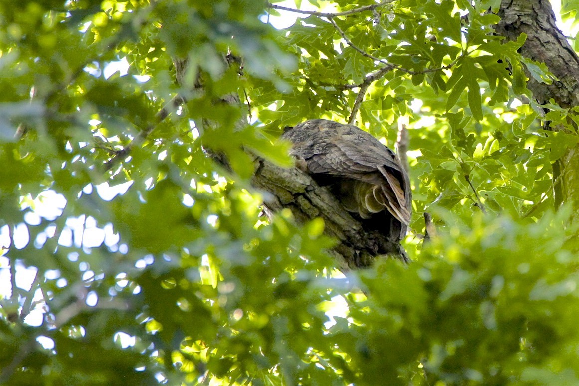 Great Horned Owl - ML246855671