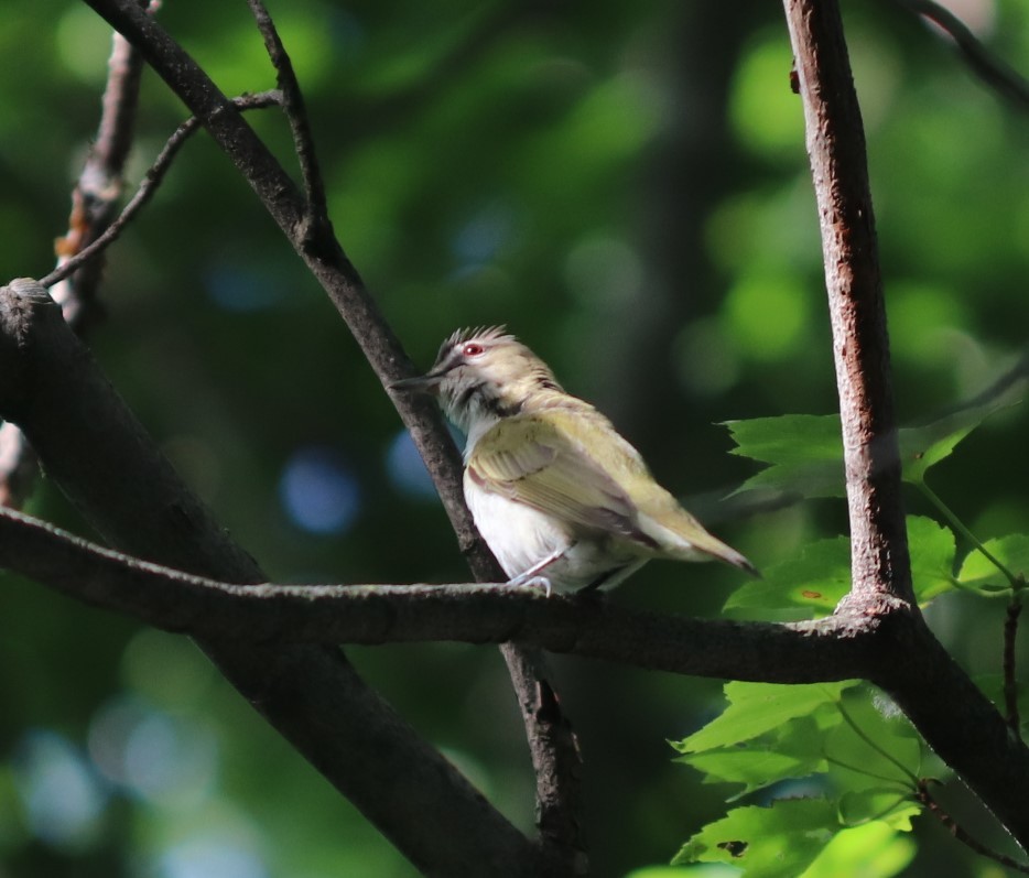 Red-eyed Vireo - Daniel Laforce