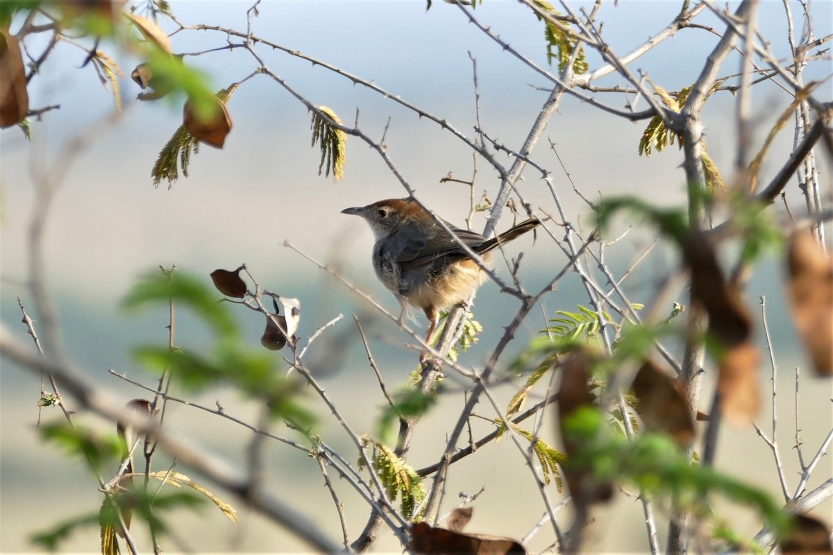 Rock-loving Cisticola - ML246857441