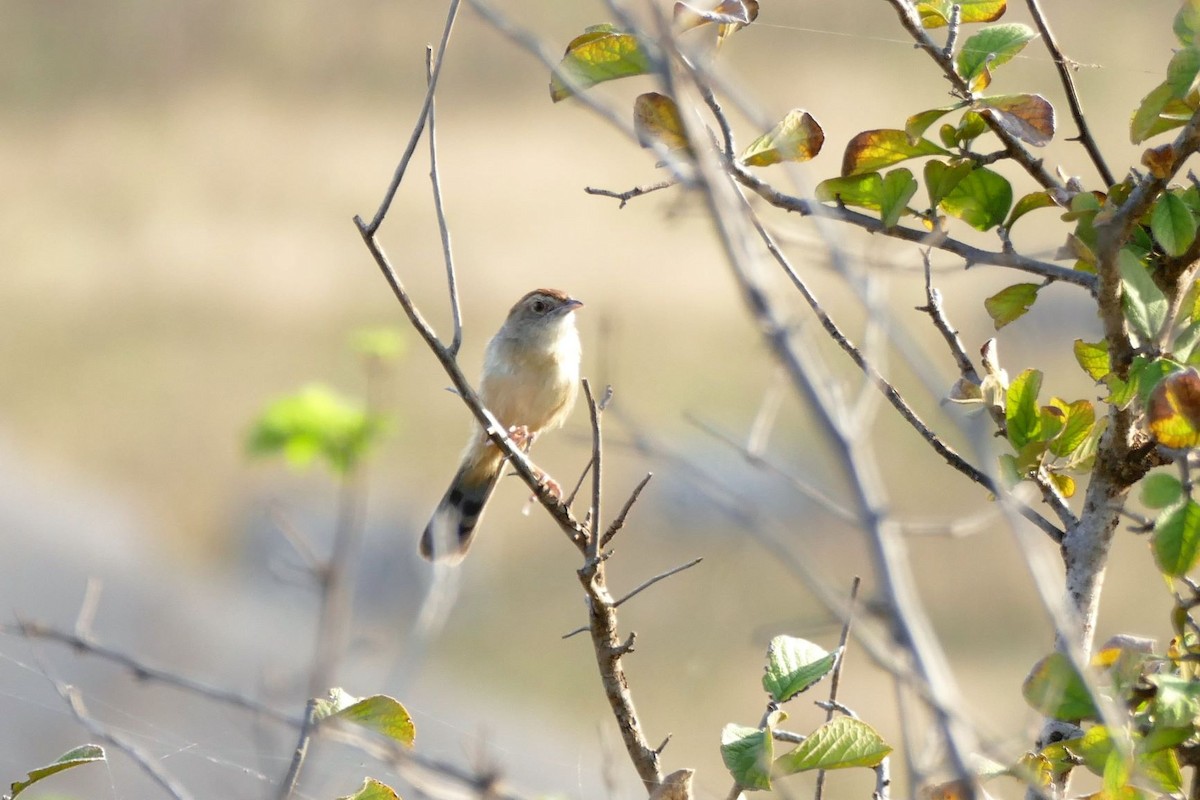 Rock-loving Cisticola - ML246857571