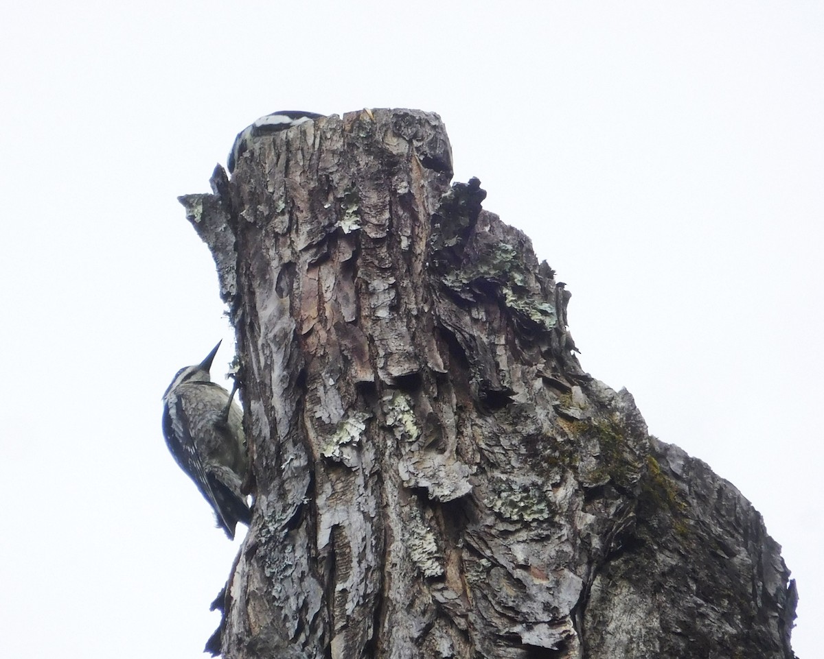 Yellow-bellied Sapsucker - ML246858371