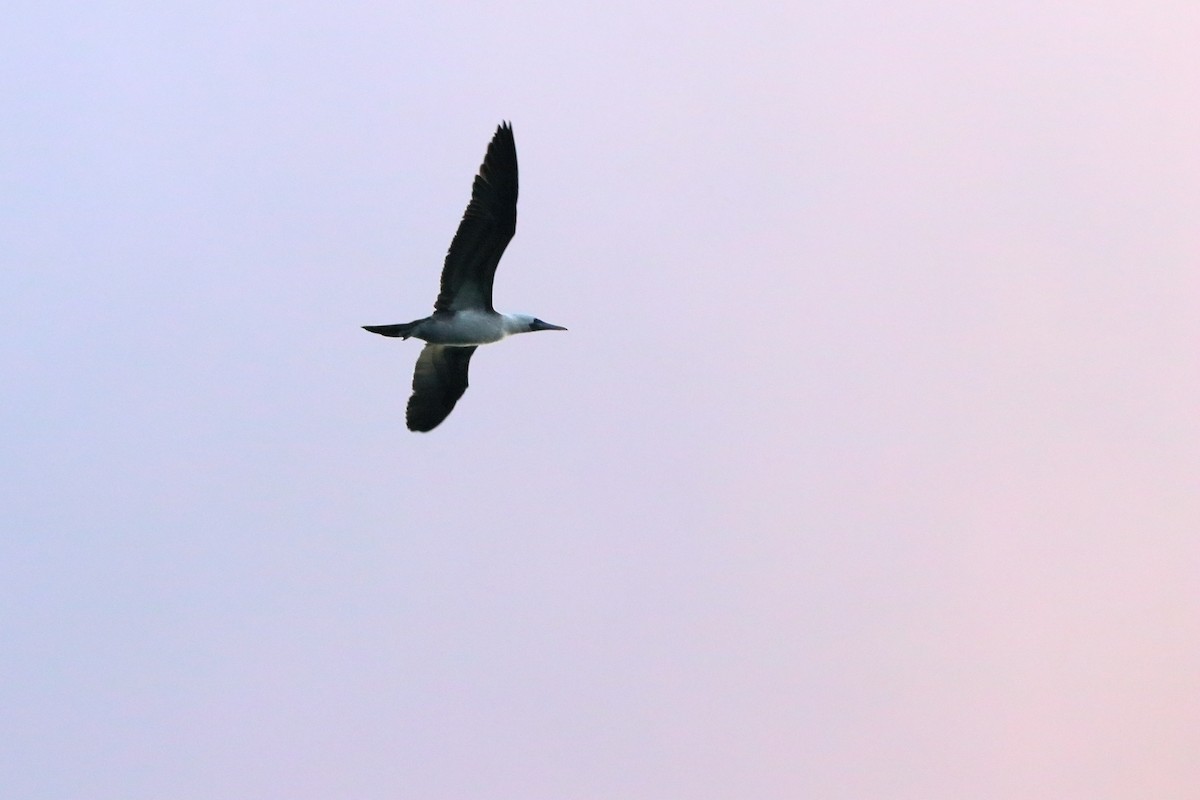 Peruvian Booby - ML246858641