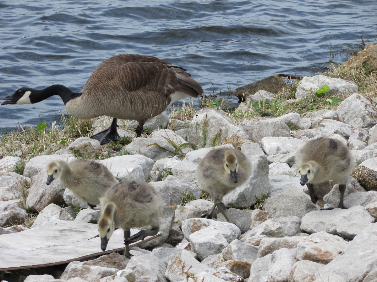 Canada Goose - ML246858751