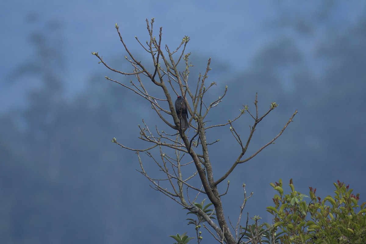 Square-tailed Bulbul - ML246858771