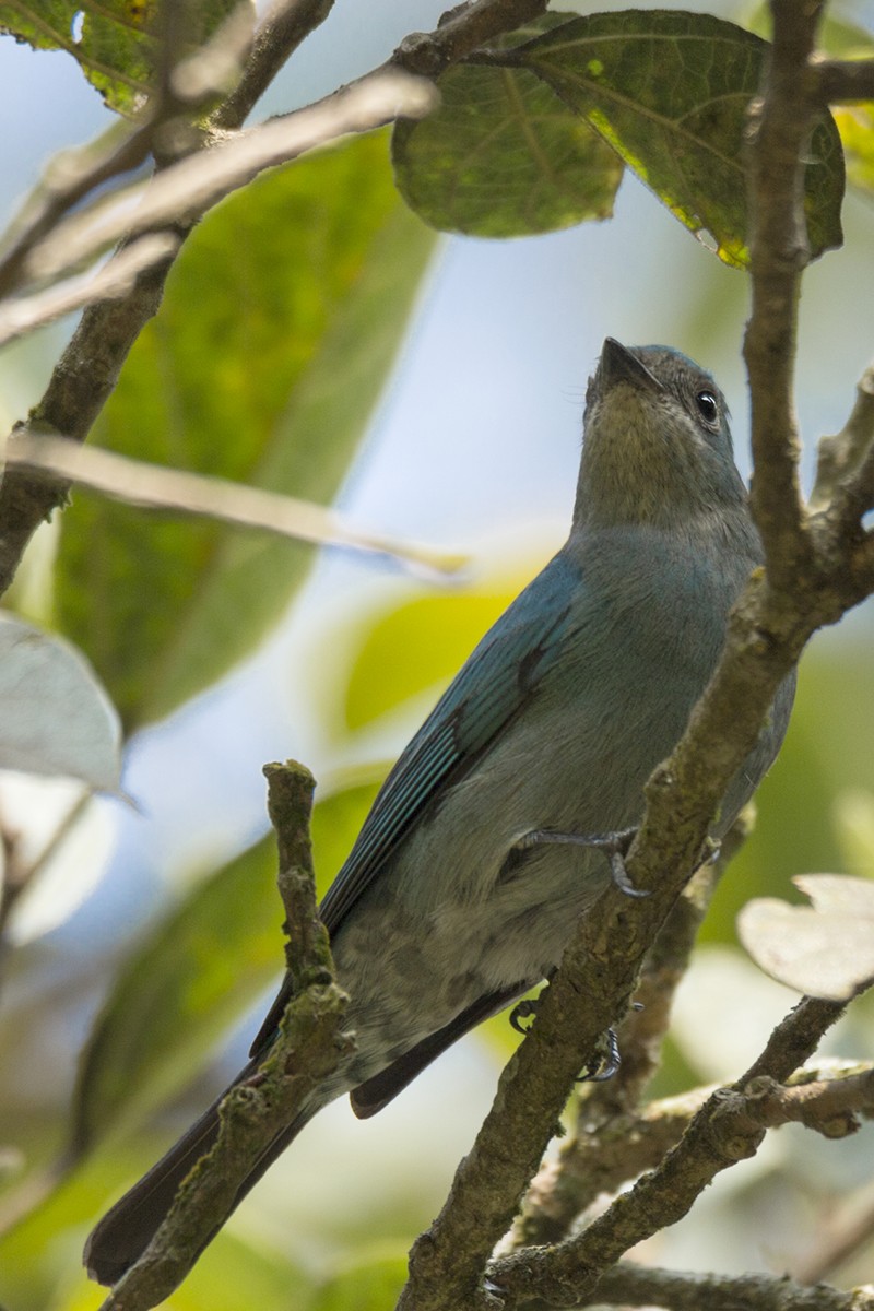 Verditer Flycatcher - ML246858931