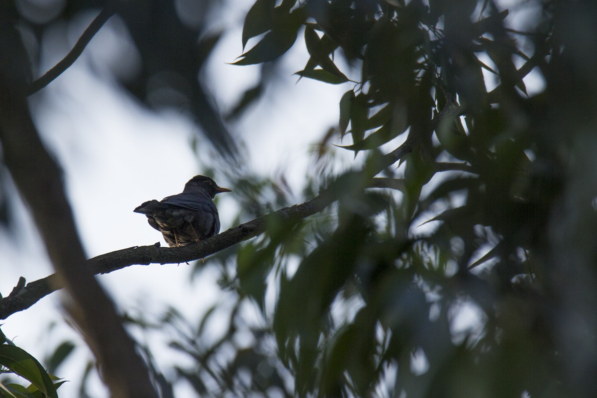 Indian Blackbird - ML246859301