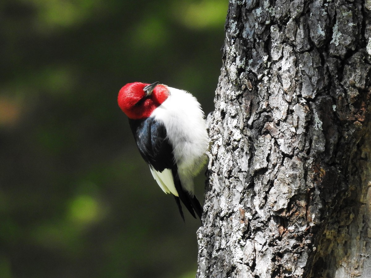 Red-headed Woodpecker - ML246861951