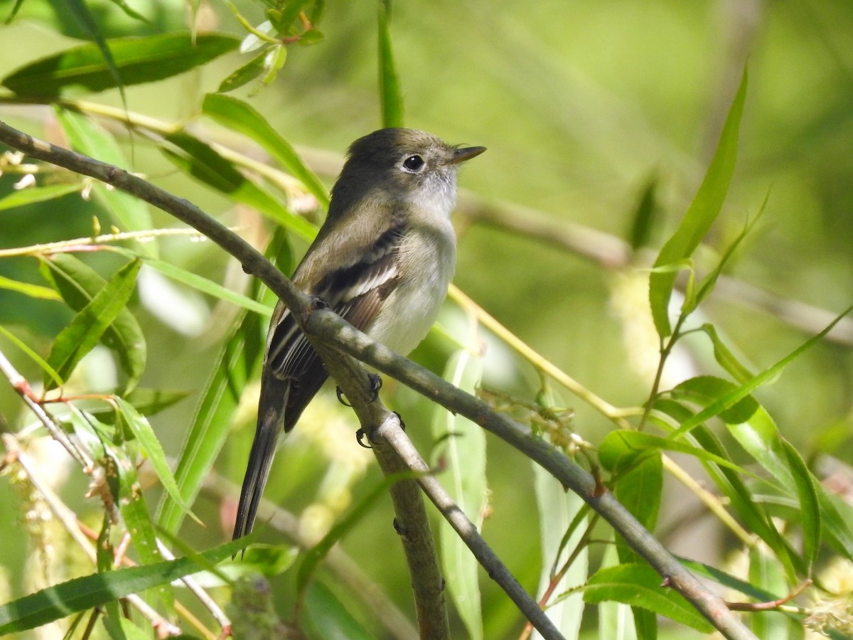 Least Flycatcher - ML246862531