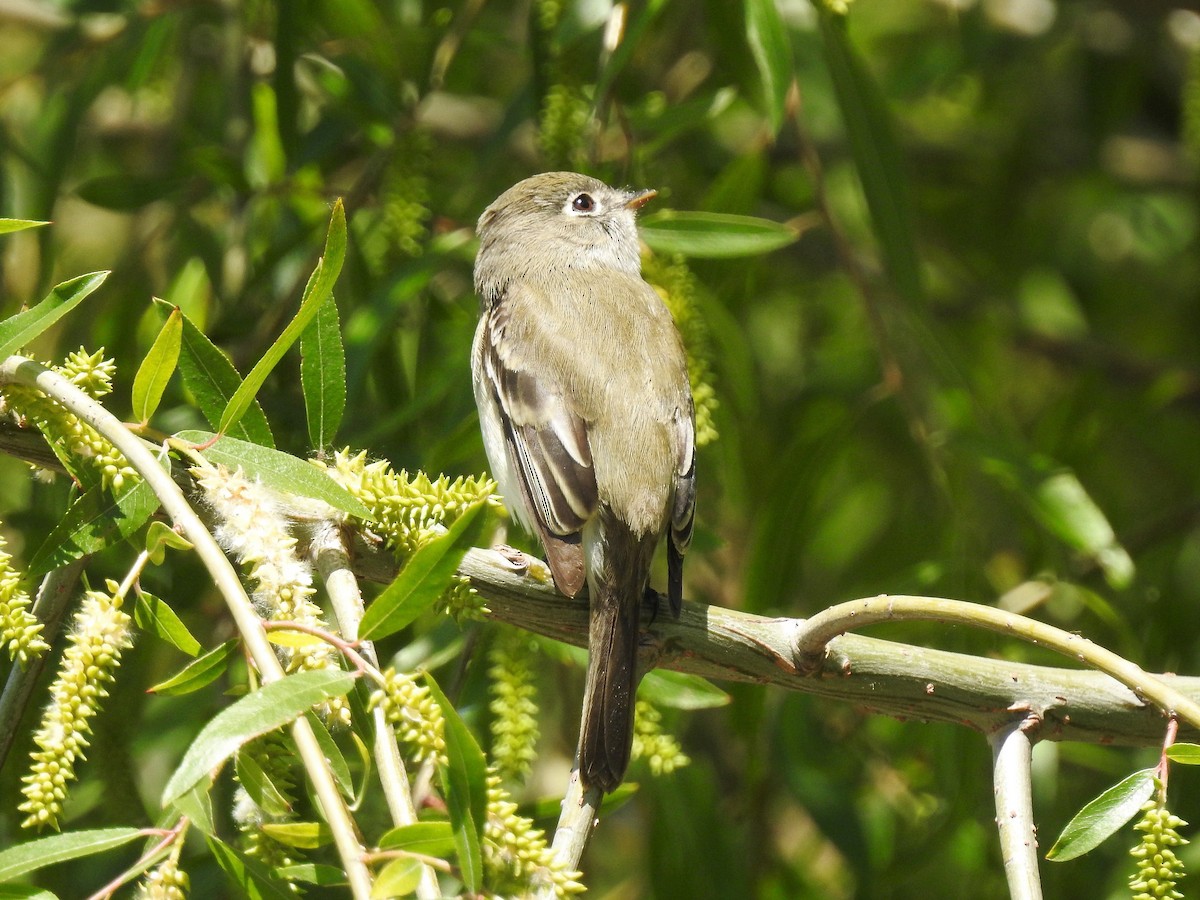 Least Flycatcher - ML246862681