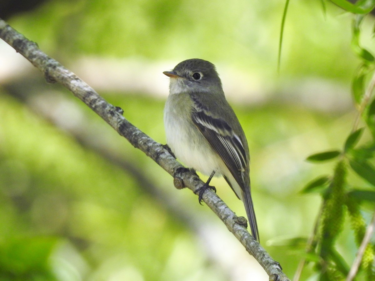 Least Flycatcher - ML246862761