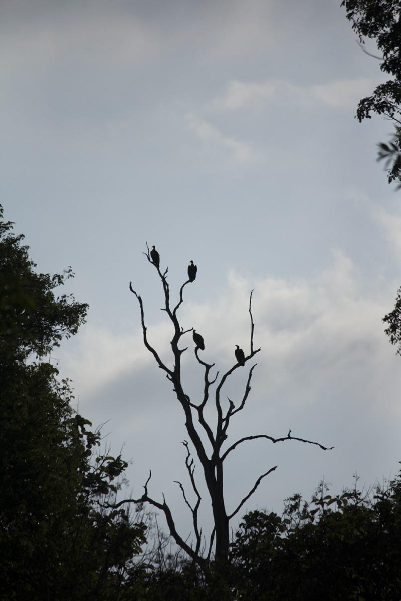 White-rumped Vulture - Vishnu Vinod