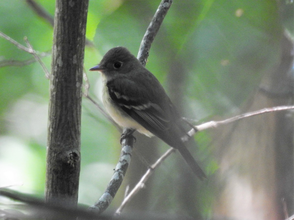 Acadian Flycatcher - ML246865121