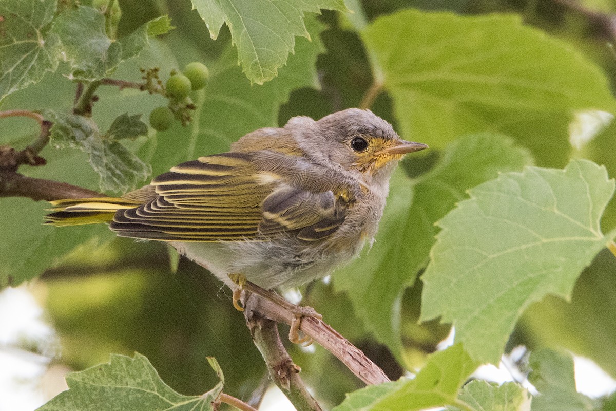 Northern Yellow Warbler - Sue Barth