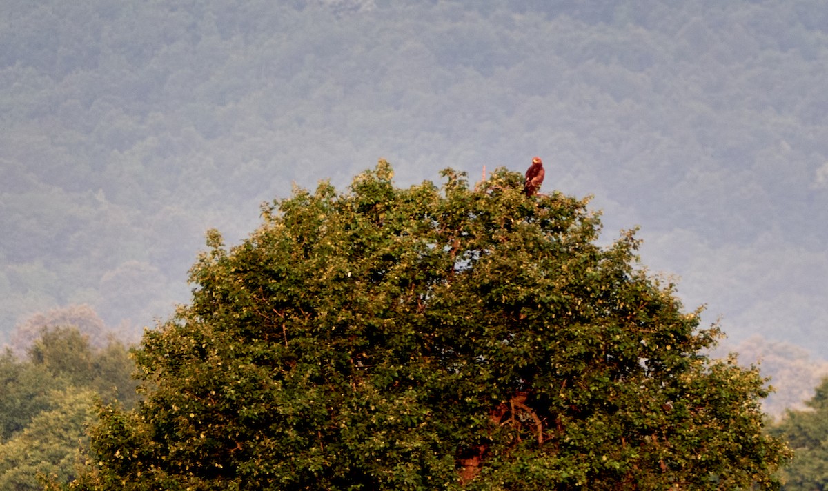 Lesser Spotted Eagle - ML246865921