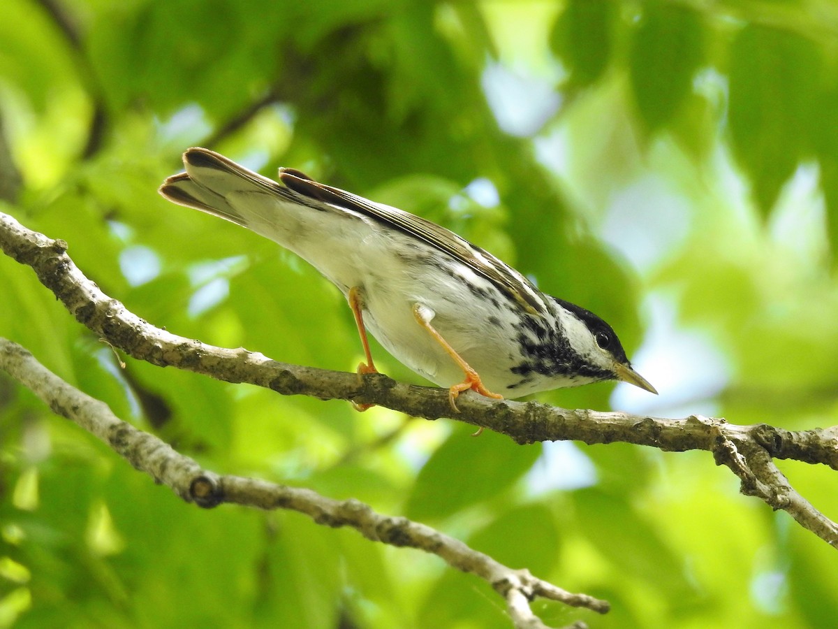 Blackpoll Warbler - ML246866841