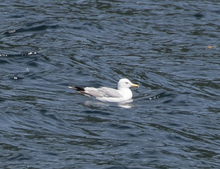 California Gull - ML246866931