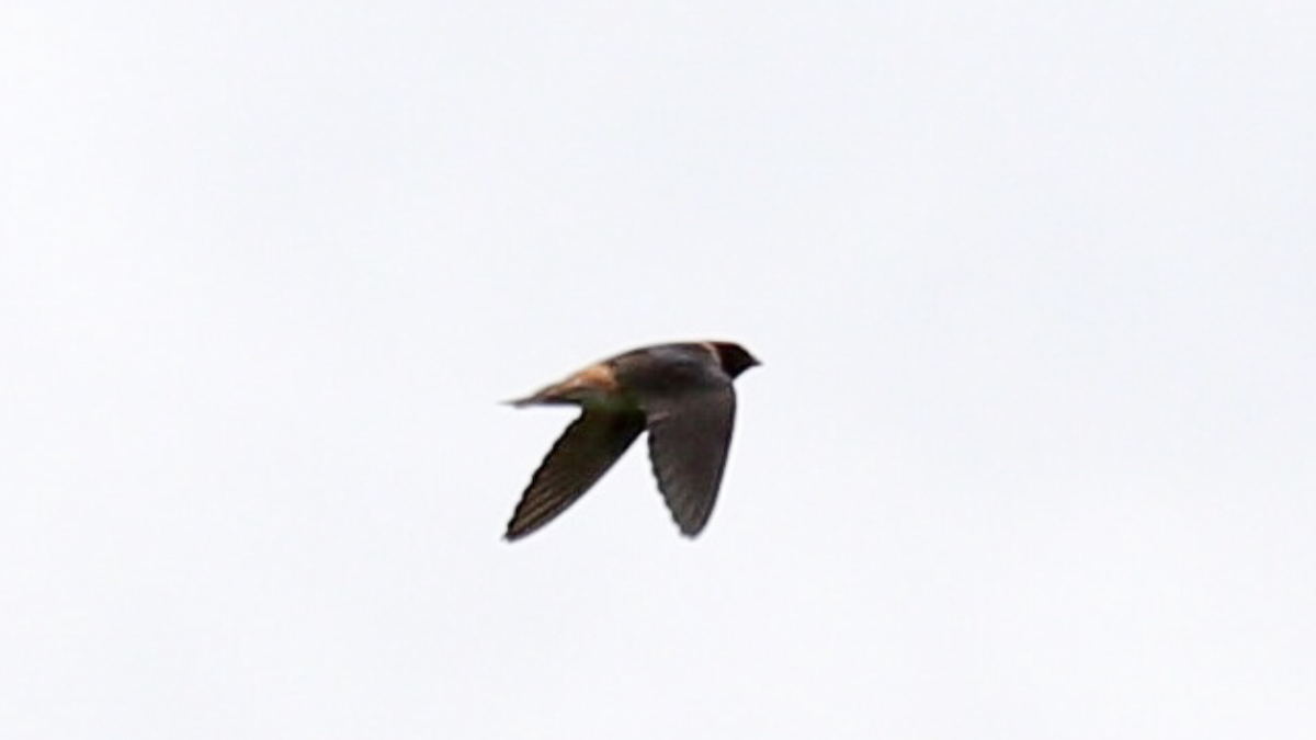 Cliff Swallow - ML246867211