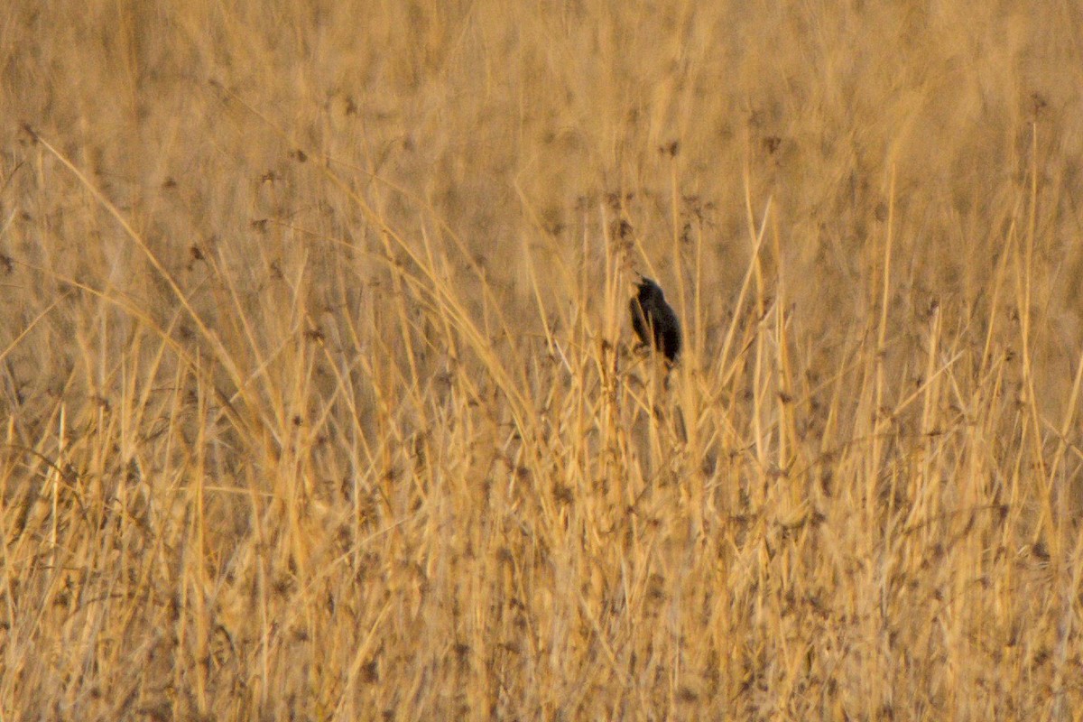 Yellow-winged Blackbird - ML246867481