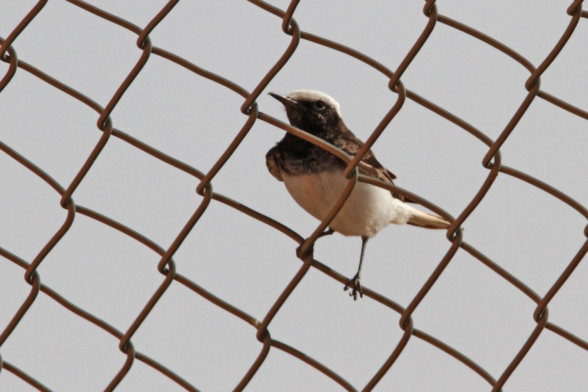 Hooded Wheatear - Khalifa Al Dhaheri