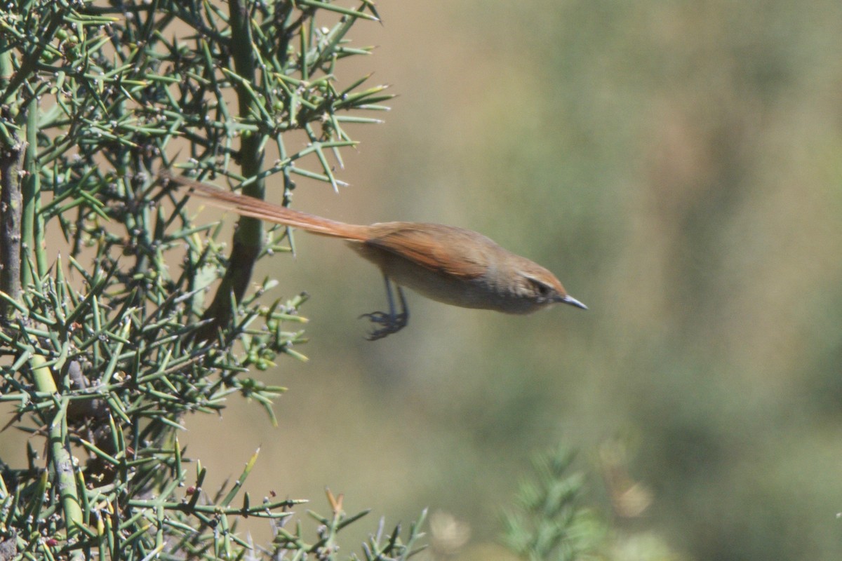 Rusty-fronted Canastero - ML246867581