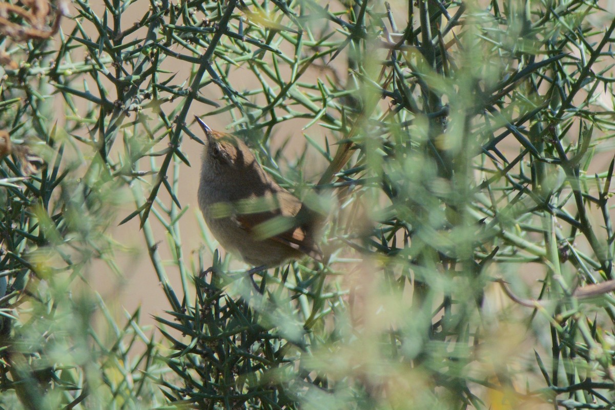 Rusty-fronted Canastero - ML246867591