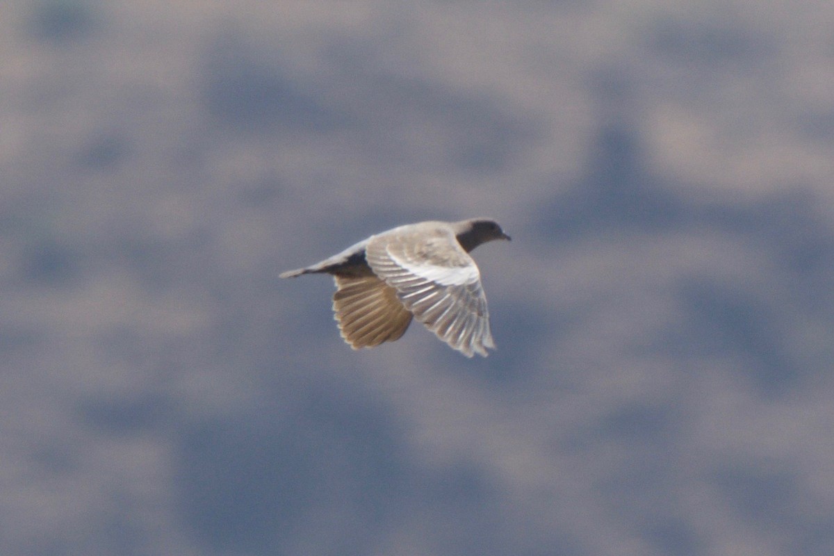 Spot-winged Pigeon - ML246868531