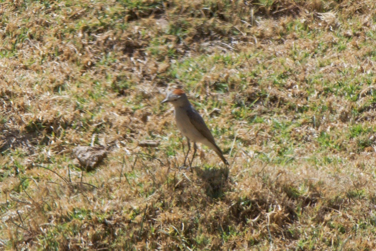 Rufous-naped Ground-Tyrant - ML246868601