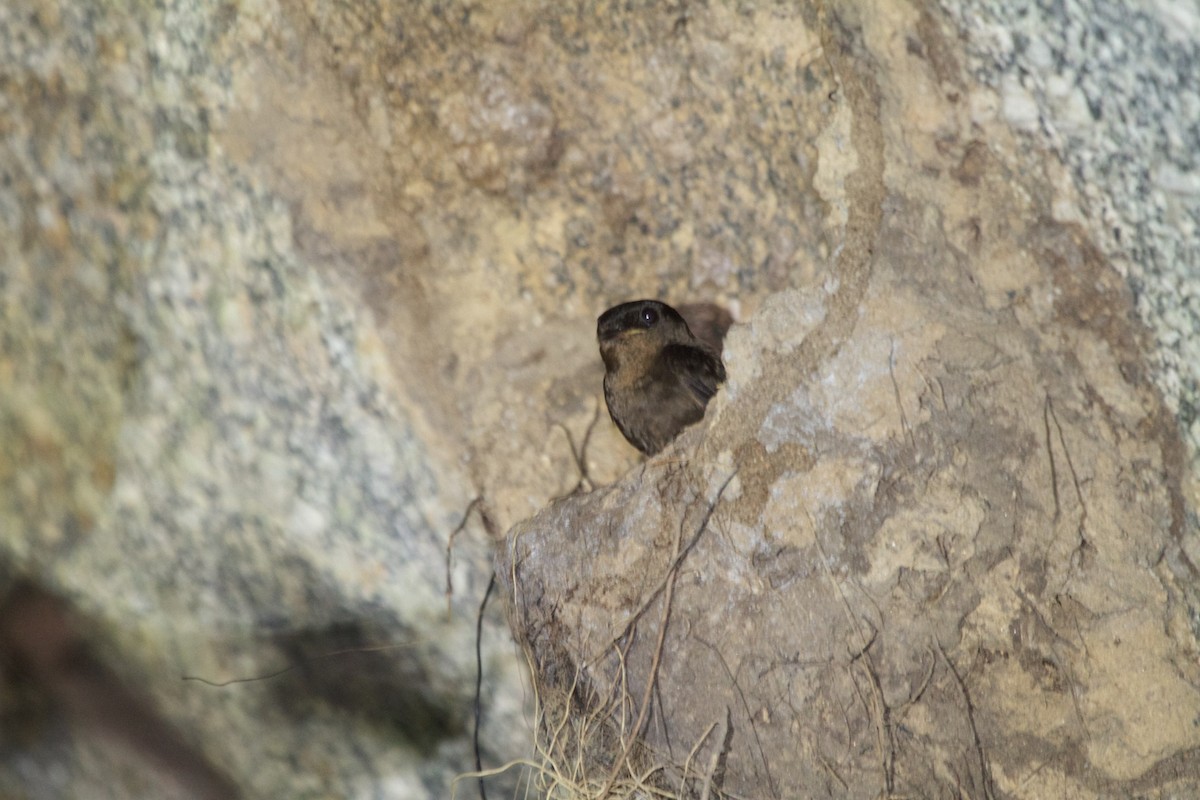 Forest Swallow - ML246872691