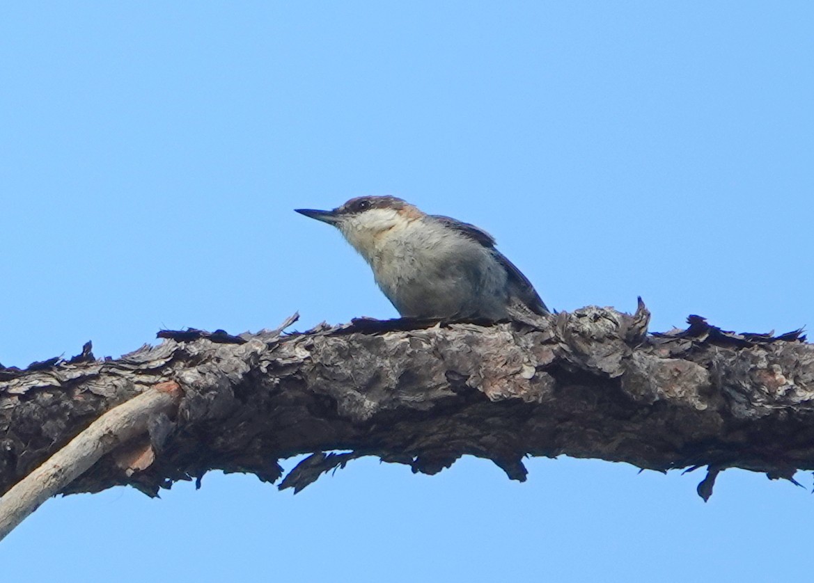 Brown-headed Nuthatch - Claire Herzog