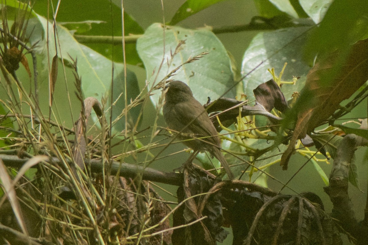 Dull-colored Grassquit - ML246875151